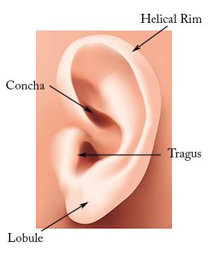 ear diagram